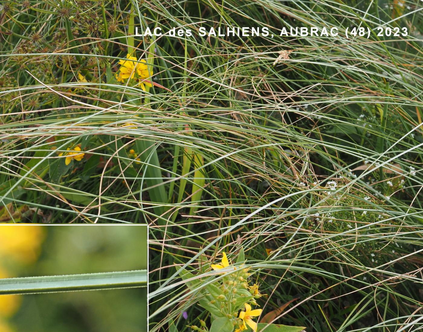 Sedge, Hairy fruited leaf